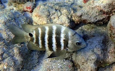 Blackspot Sergeant (Abudefduf sordidus)