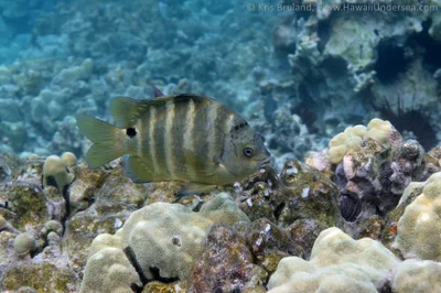 blackspot sergeant: Abudefduf sordidus
