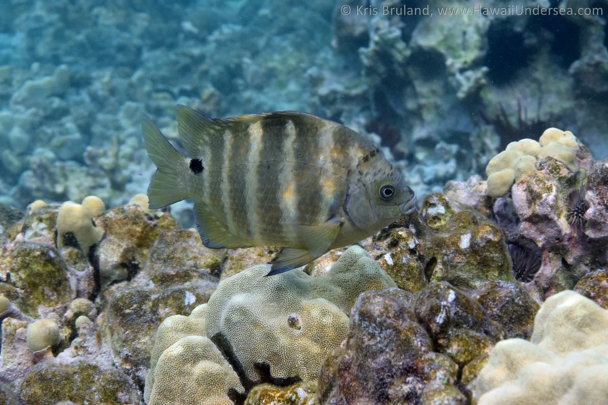blackspot sergeant: Abudefduf sordidus