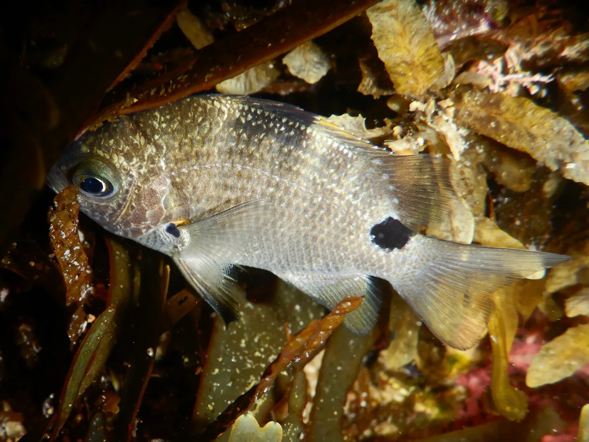 Abudefduf sordidus - Tasman Sea, Sandy Beach, NSW, AU