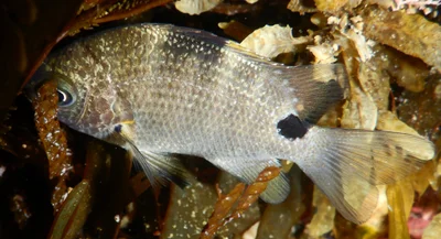Abudefduf sordidus - Tasman Sea, Sandy Beach, NSW, AU