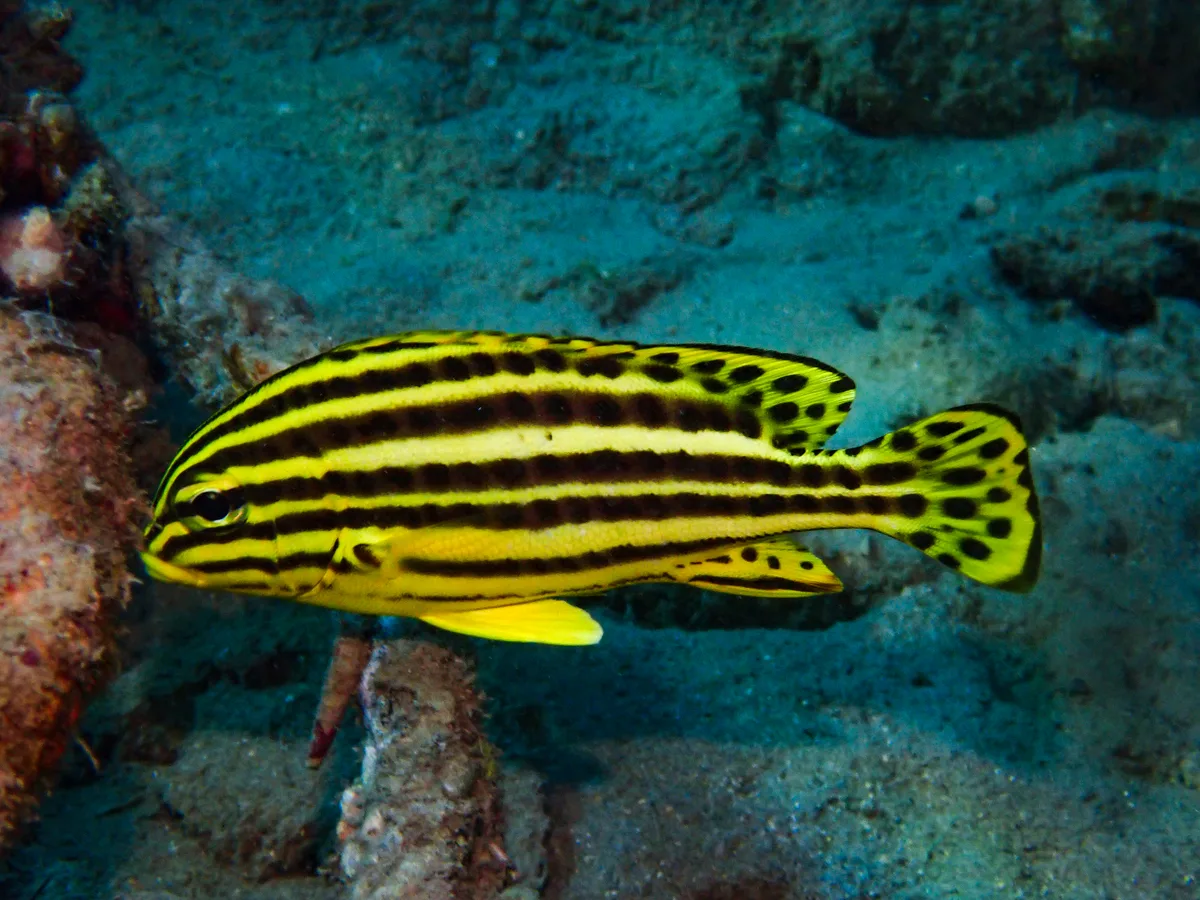 Blackspotted Rubberlip - Juvenile
