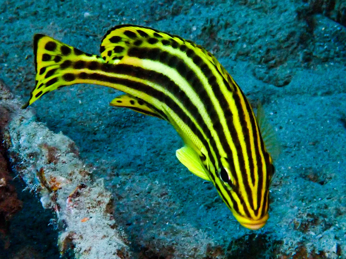 Blackspotted Rubberlip - Juvenile