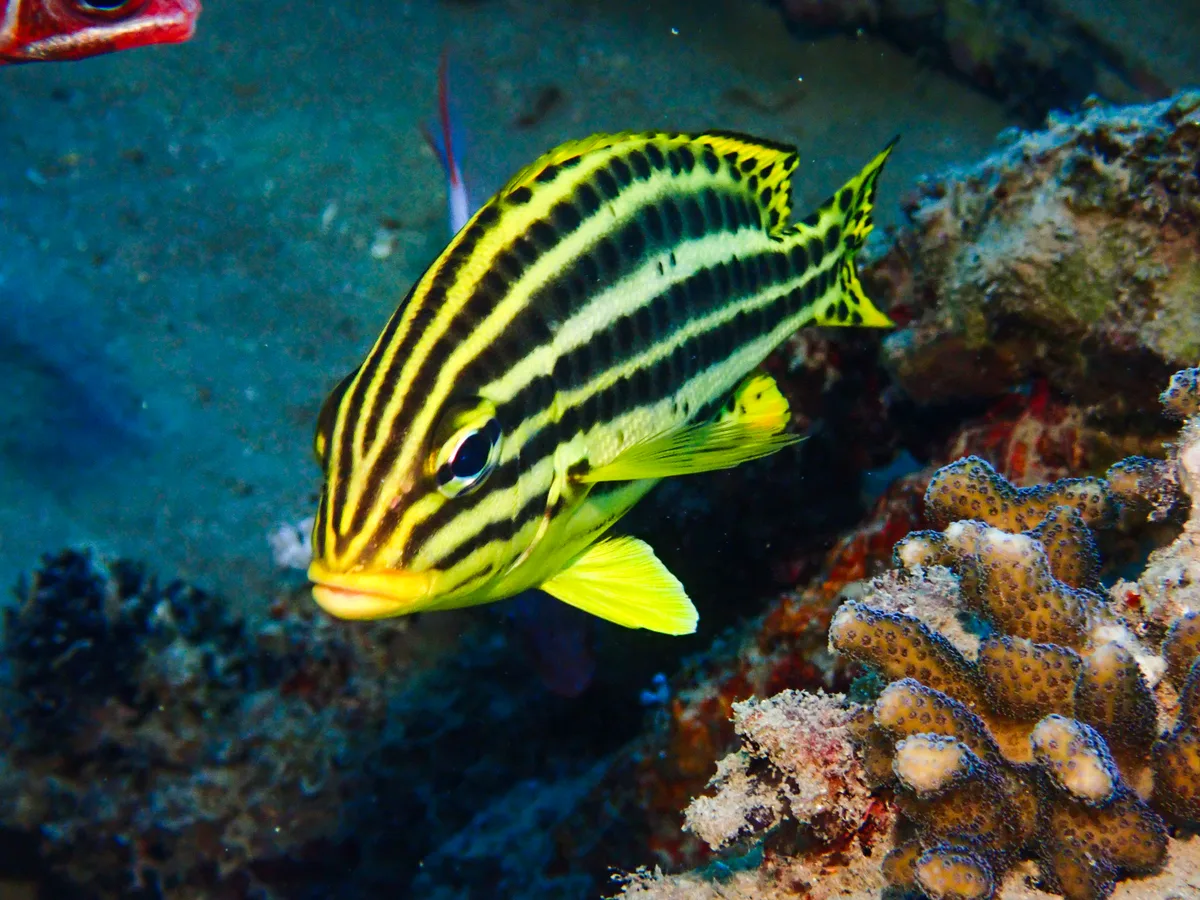Blackspotted Rubberlip (Juvenile)