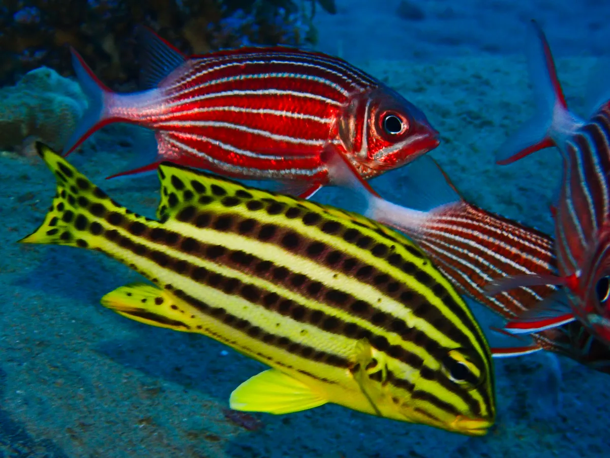 Blackspotted Rubberlip (Juvenile)
