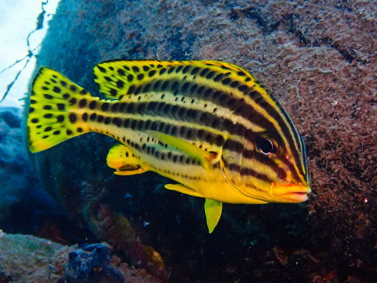 Blackspotted Rubberlip (juvenile)