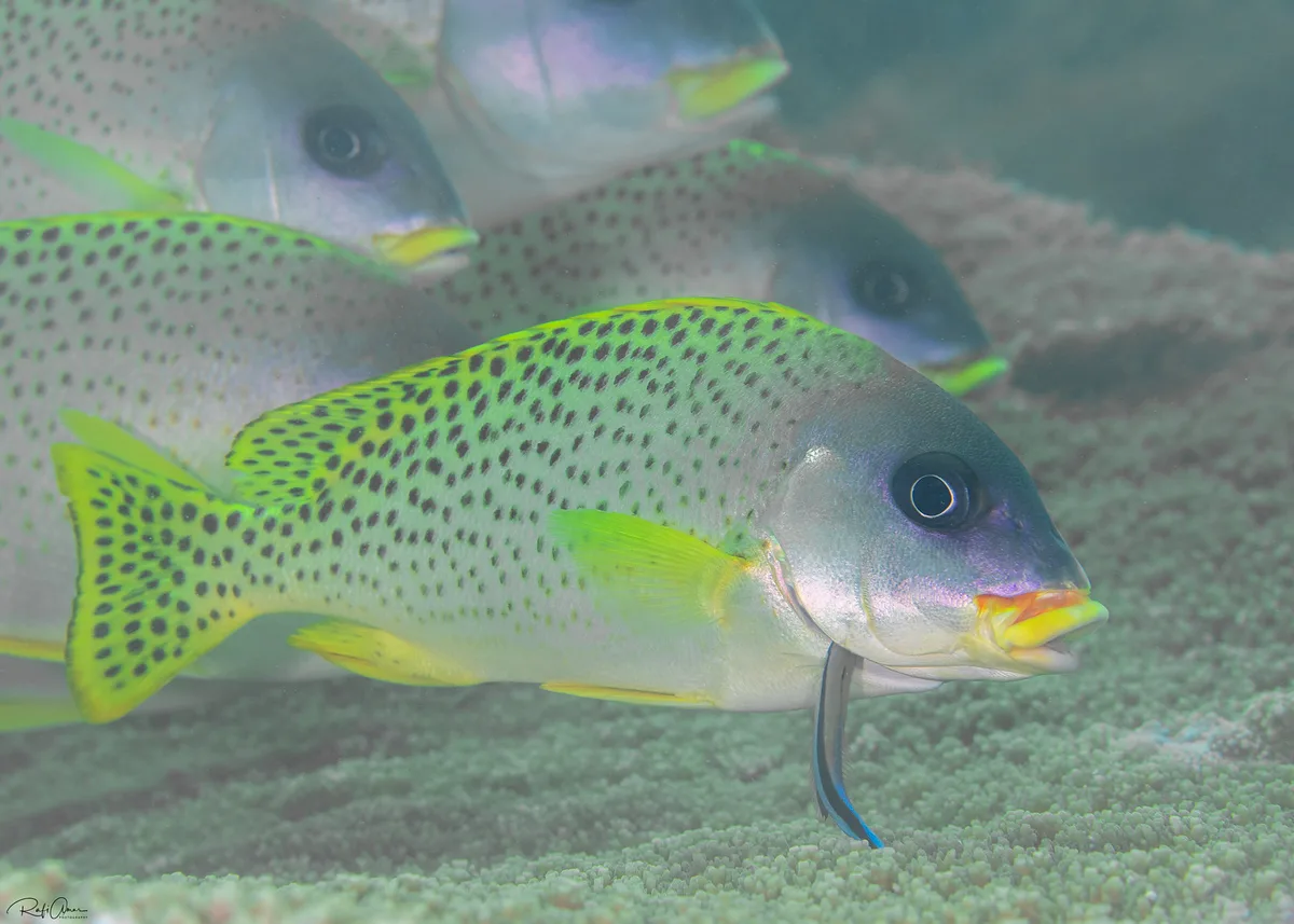 Blackspotted Rubberlip - Plectorhinchus gaterinus