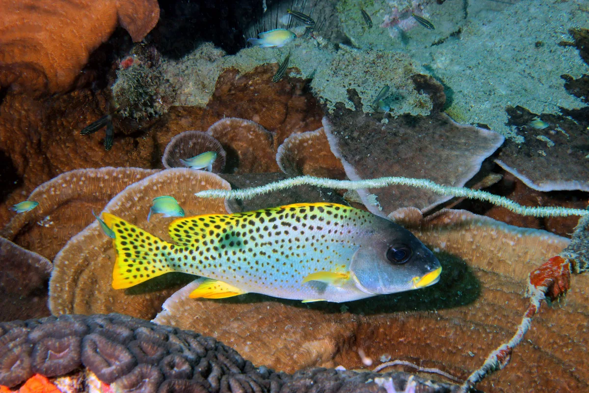 gaterin tacheté Plectorhinchus gaterinus 11