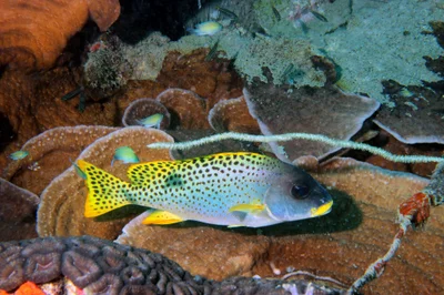 gaterin tacheté Plectorhinchus gaterinus 11