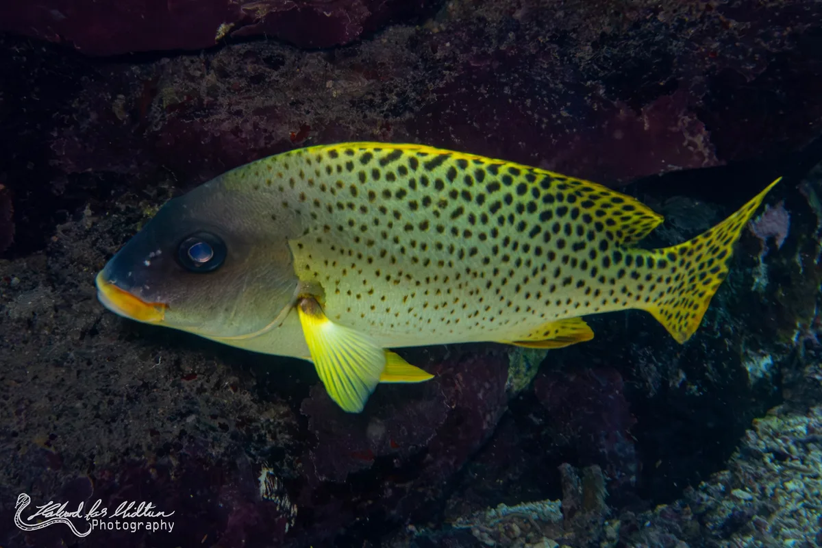 Plectorhinchus gaterinus (Blackspotted Rubberlip)