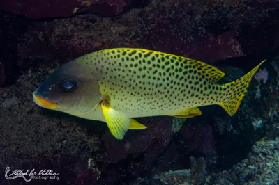 Plectorhinchus gaterinus (Blackspotted Rubberlip)