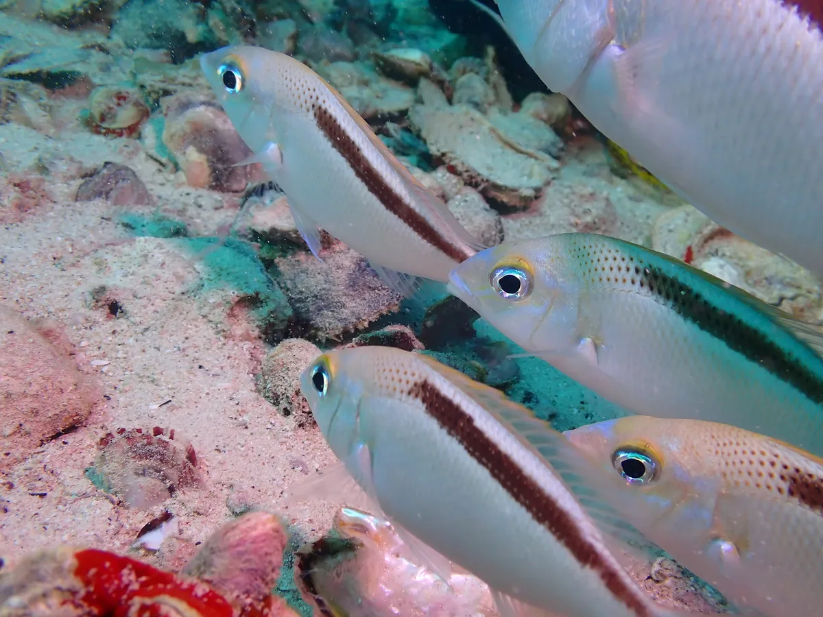 Scolopsis taeniata - Persian Gulf