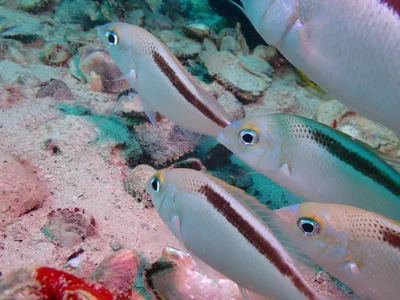 Scolopsis taeniata - Persian Gulf