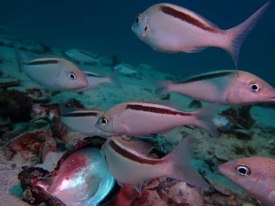 Scolopsis taeniata - Persian Gulf