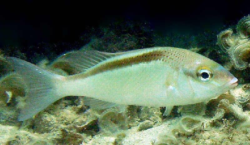 Blackstreak Bream