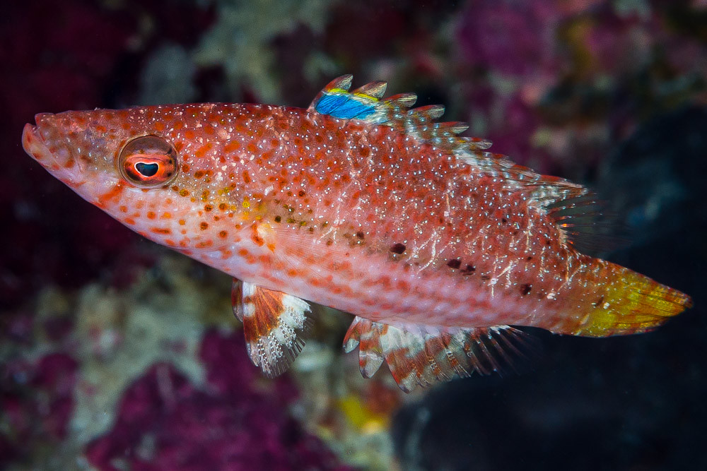 Arenatus wrasse - Oxycheilinus arenatus