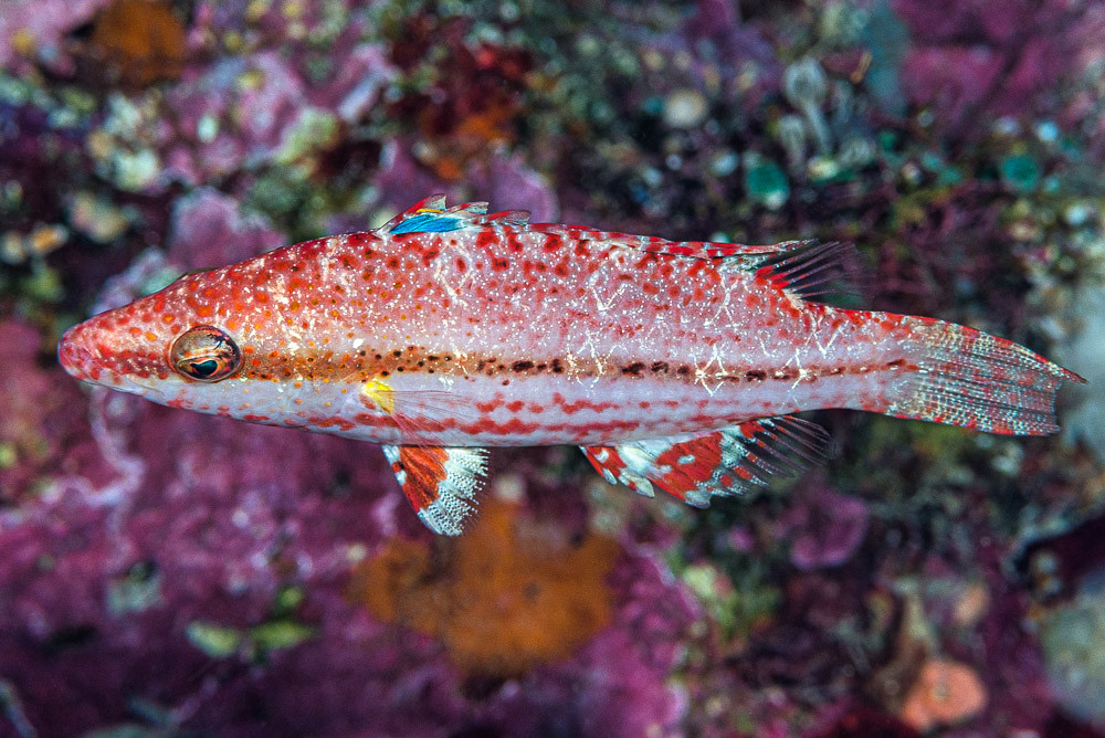 Arenatus wrasse - Oxycheilinus arenatus