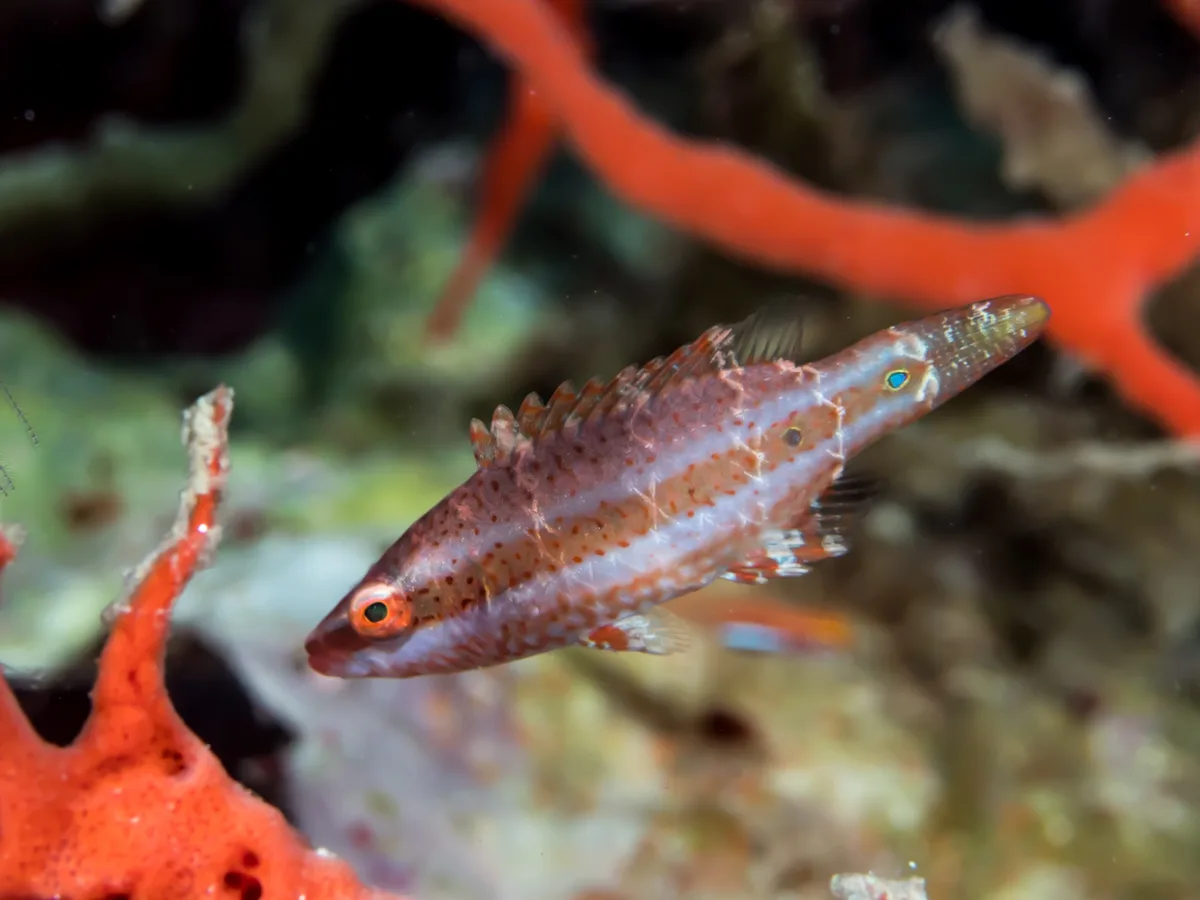 Oxycheilinus juvenile