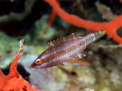 Oxycheilinus juvenile