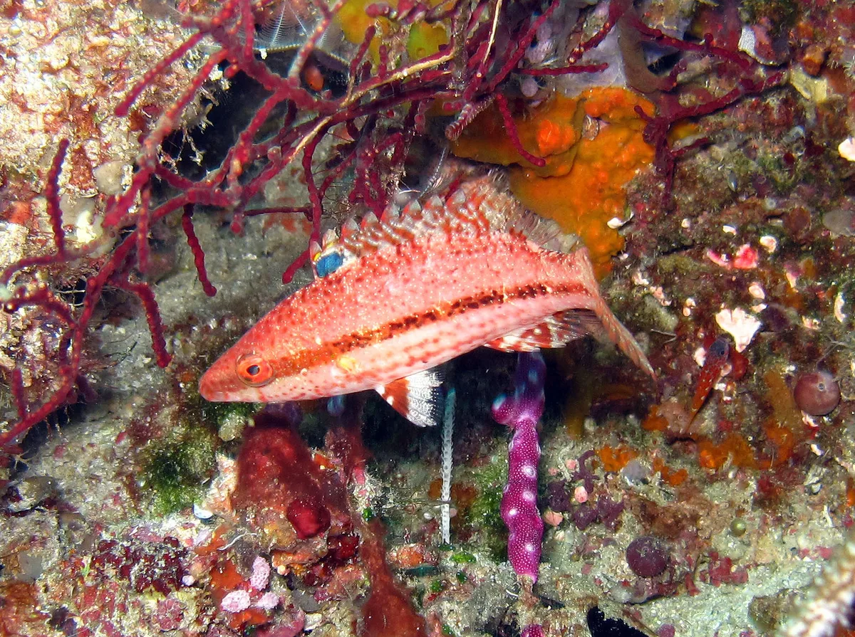 Oxycheilinus arenatus - Misool, Raja Ampat, Indonésie