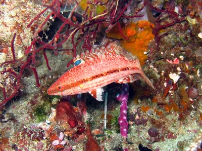 Oxycheilinus arenatus - Misool, Raja Ampat, Indonésie
