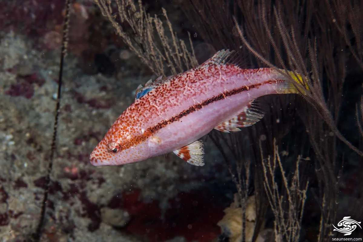 Oxycheilinus arenatus - Kinondoni, TZ-DS, TZ