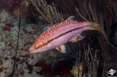 Oxycheilinus arenatus - Kinondoni, TZ-DS, TZ