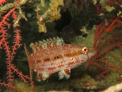 Oxycheilinus arenatus - Moalboal, Cebu, Philippines