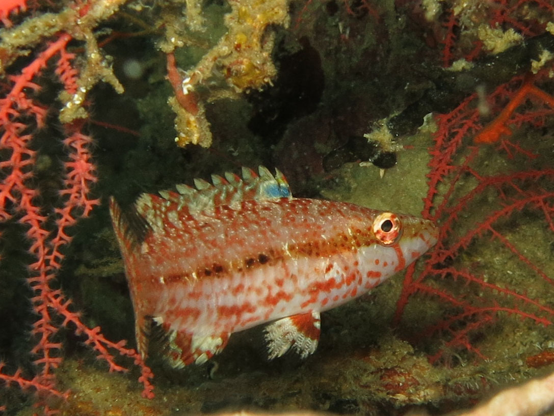 Oxycheilinus arenatus - Moalboal, Cebu, Philippines