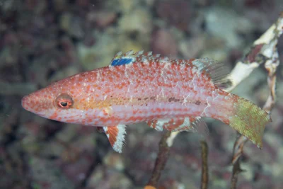 Oxycheilinus arenatus - Bua, Northern, Fiji