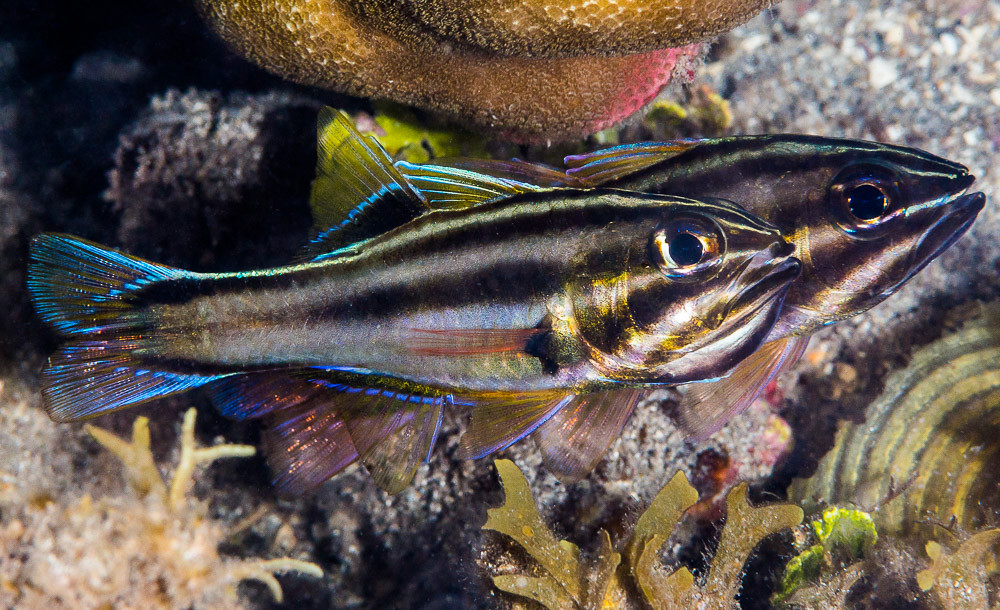 Sevenstripe Cardinalfish, mating pair - Ostorhinchus novemfasciatus
