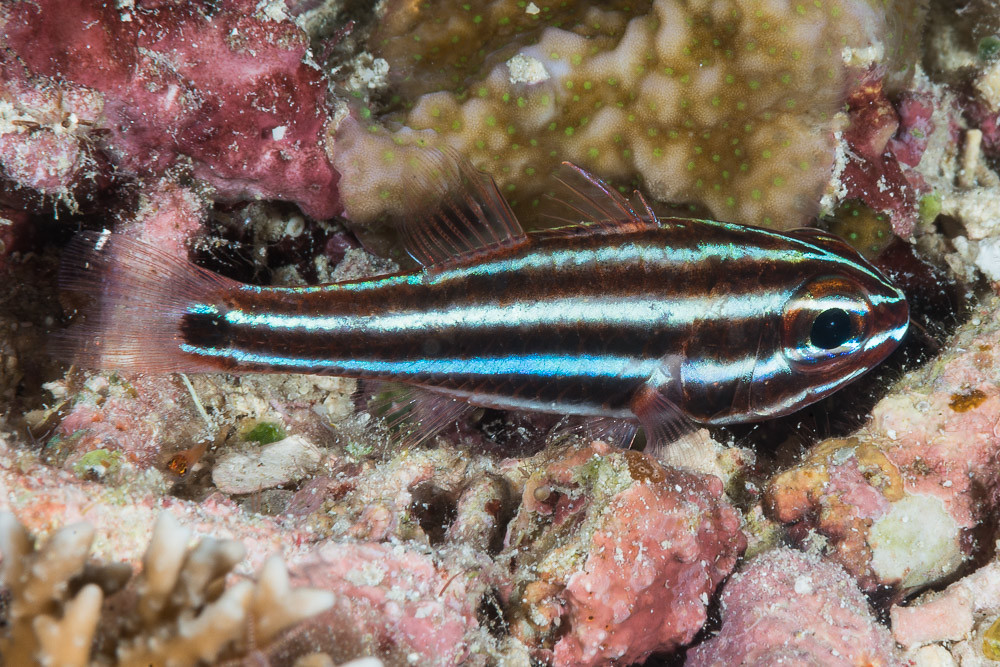 Blackstripe Cardinalfish, white stripes variant - Ostorhinchus nigrofasciatus