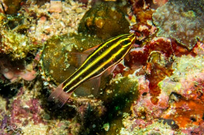 Ostorhinchus nigrofasciatus (Blackstriped Cardinalfish)