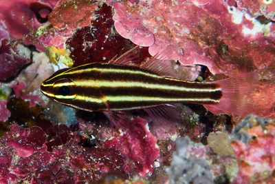 Blackstripe Cardinalfish, yellow stripes variant - Ostorhinchus nigrofasciatus