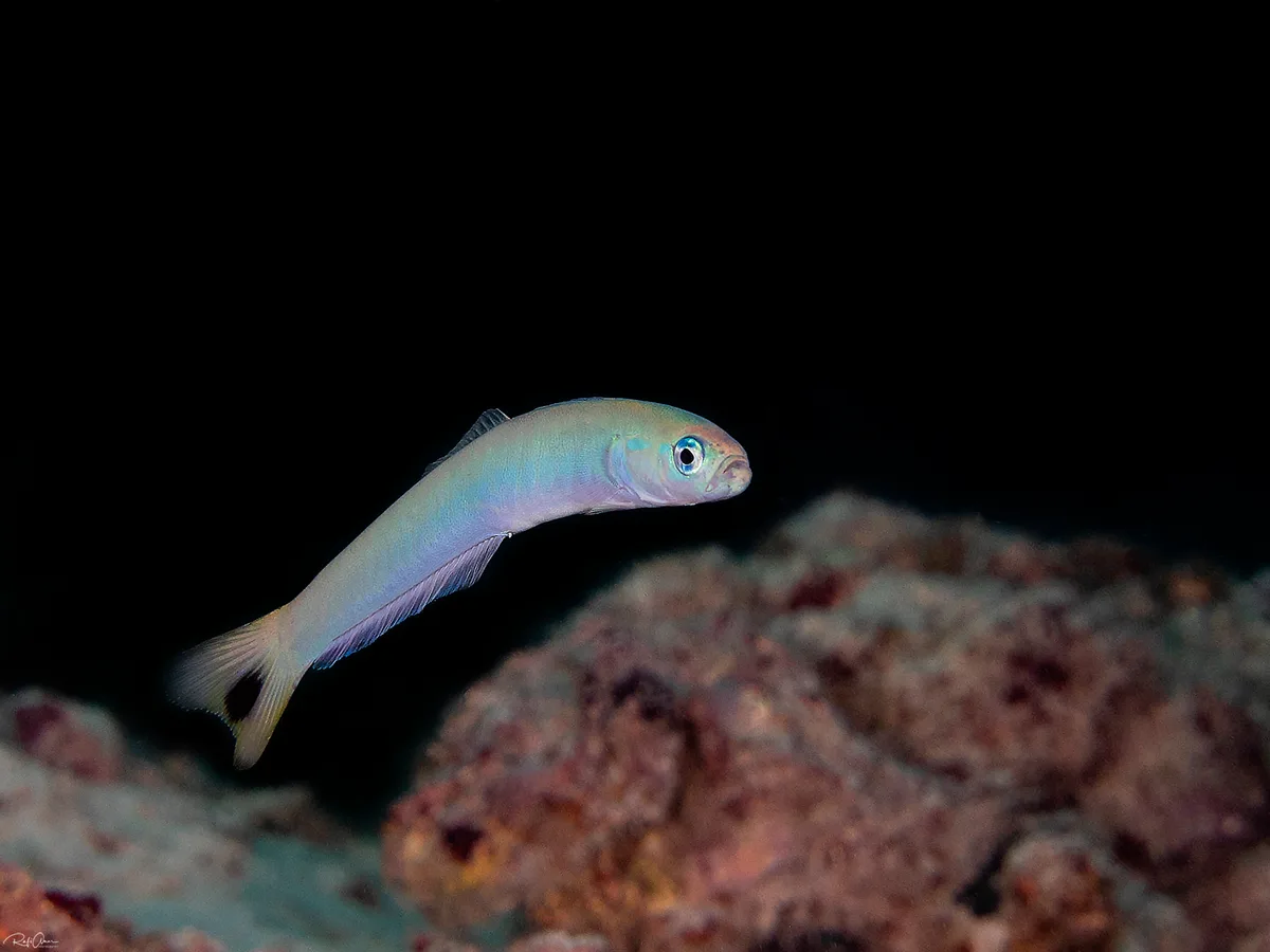 Blacktail Dartfish