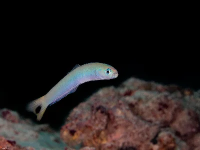 Blacktail Dartfish