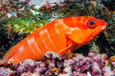 Blacktip Grouper
