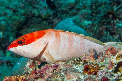 Blacktip Grouper