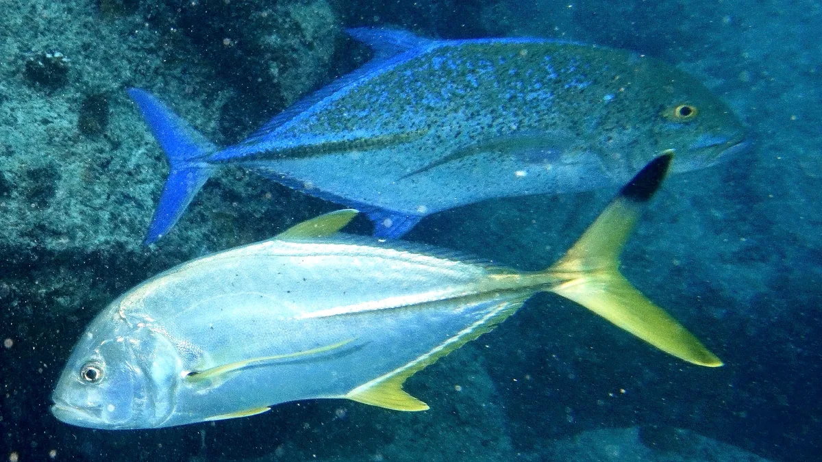 Blacktip Jack