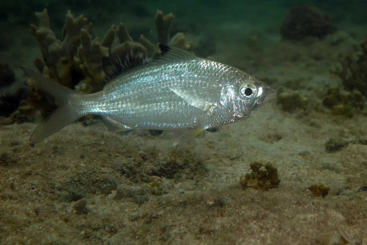 Blacktip Mojarra