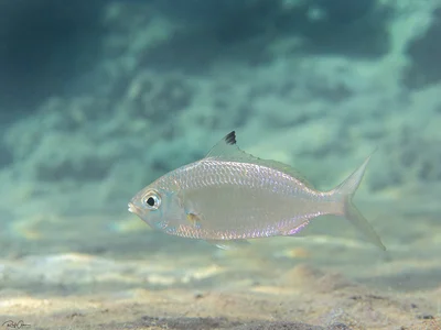 Blacktip Silverbiddy - Gerres oyena