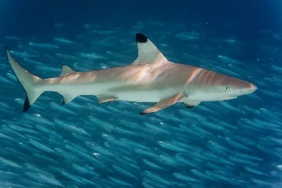 Blacktip Reef Shark