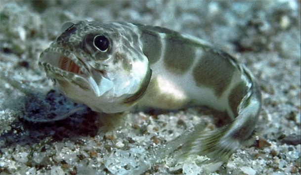 Blotched Jawfish