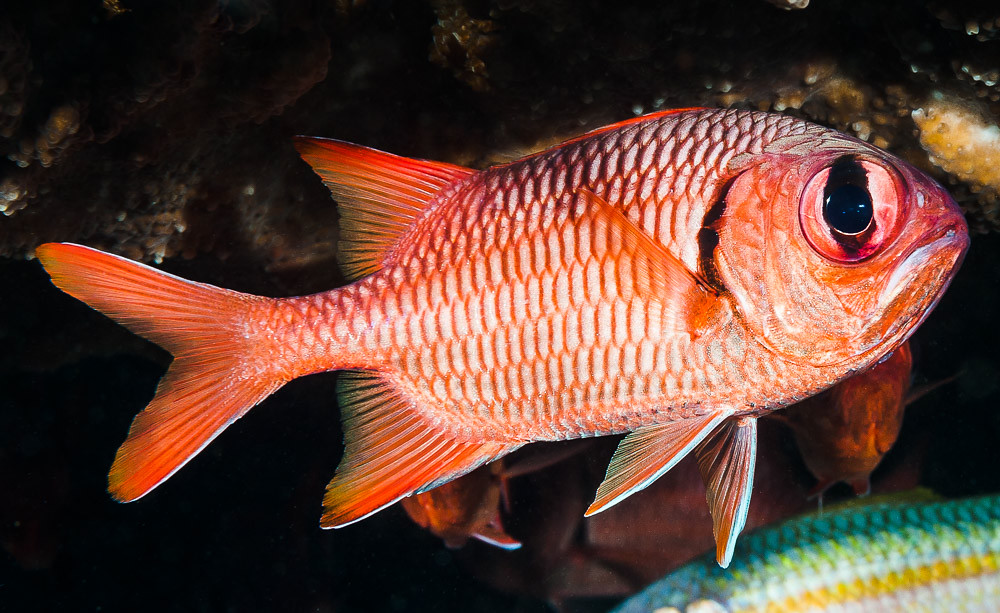 Blotcheye soldierfish - Myripristis murdjan
