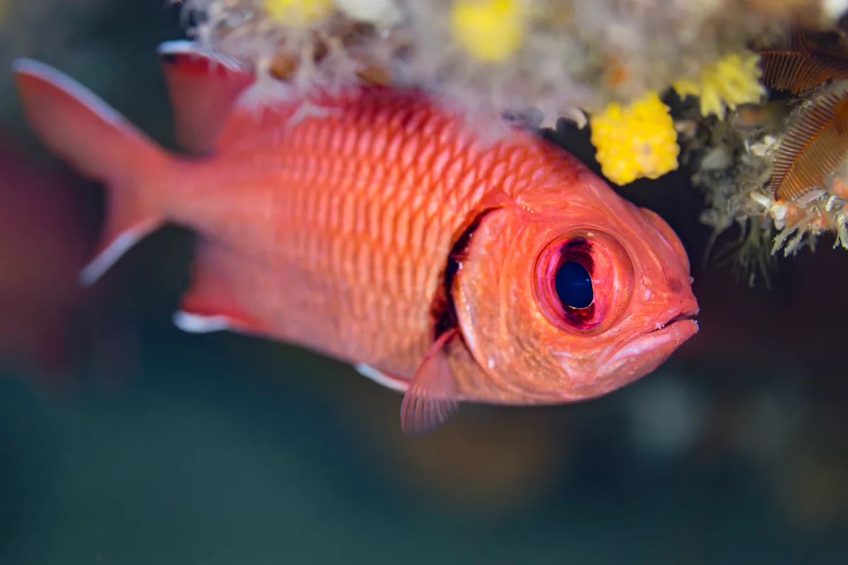 Soldierfish-Poisson soldat (Myripristis murdjan)