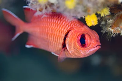 Soldierfish-Poisson soldat (Myripristis murdjan)