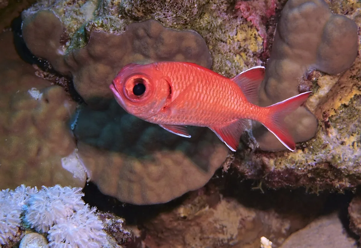 Myripristis murdjan