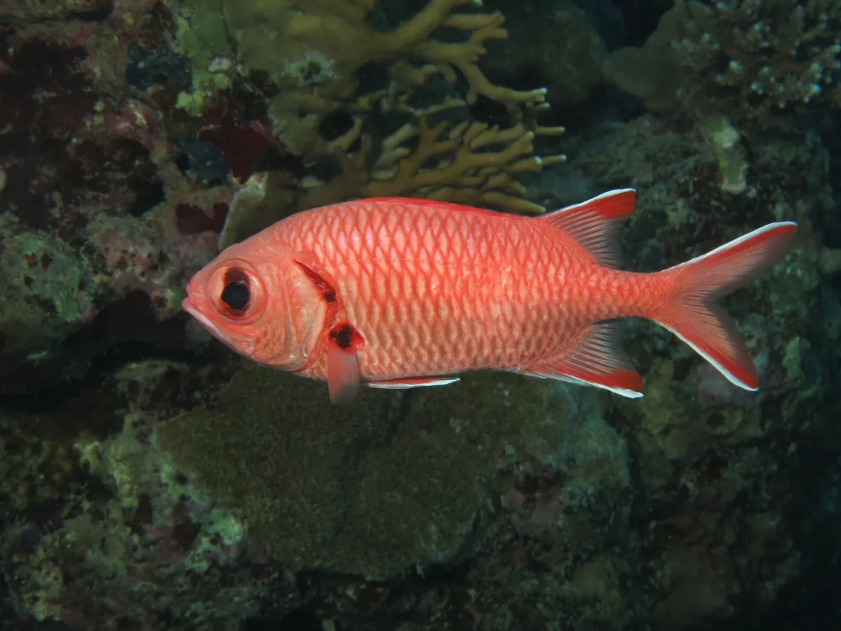 Blotcheye soldierfish