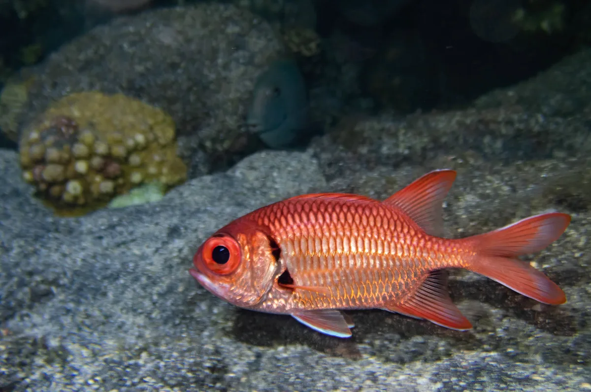Myripristis murdjan
