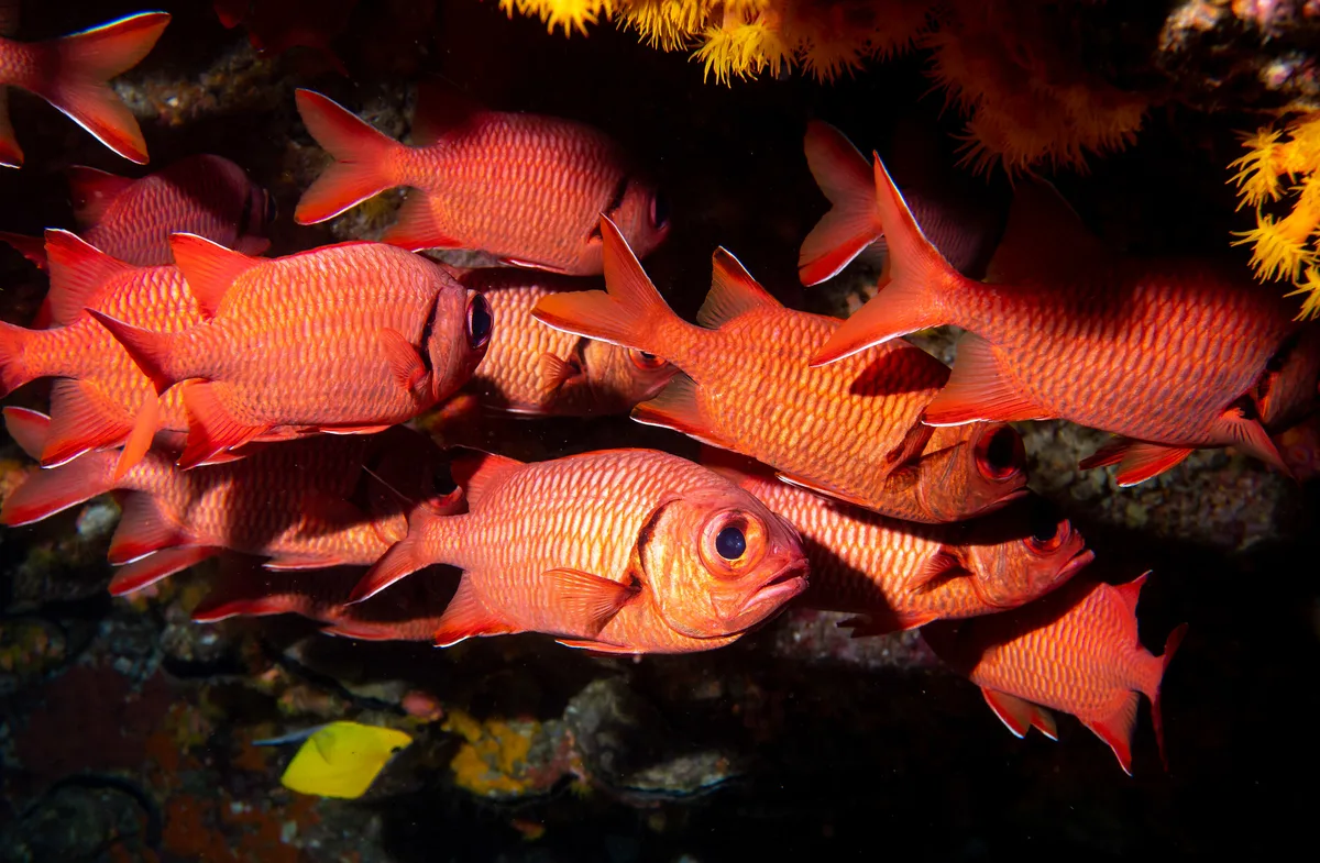 Myripristis murdjan Crimson soldierfish #marineexplorer